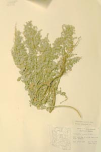 Herbarium Sheet of 